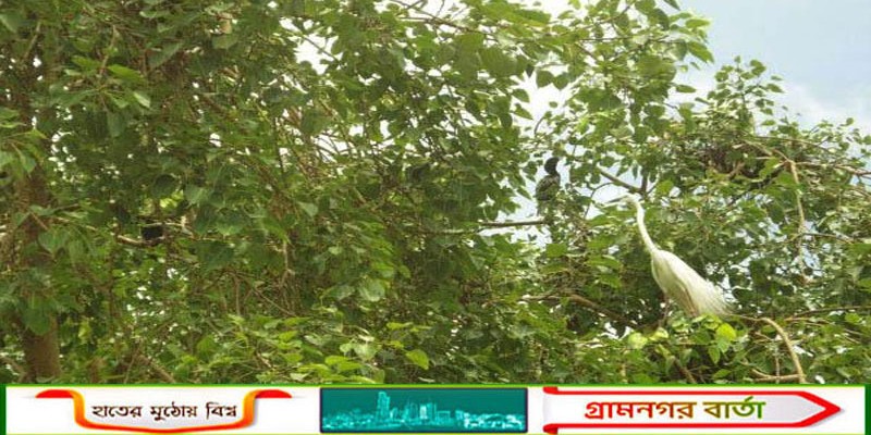 অন্নদানগর হাটে কোলাহলের মাঝেই বট-পাকুর গাছে পাখির অভয়াশ্রম