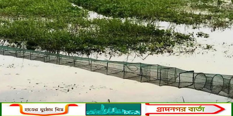 আদমদীঘির রক্তদহ বিলে অবাধে চলছে রিং জাল দিয়ে দেশীয় মাছ ধরার মহোৎসব   
